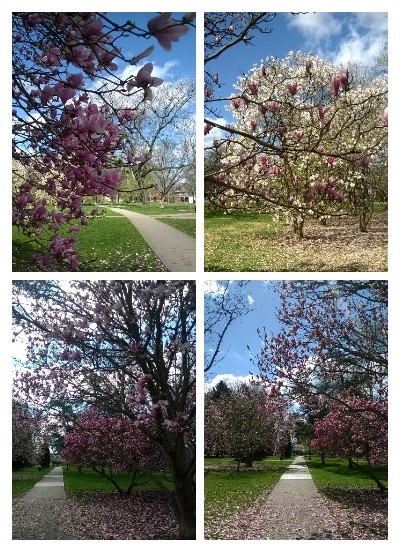 CollageNokiaImageSDK_8fc033da-89b3-4e07-ad18-f864802b6c2d